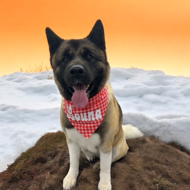 Dog Grooming Service 1