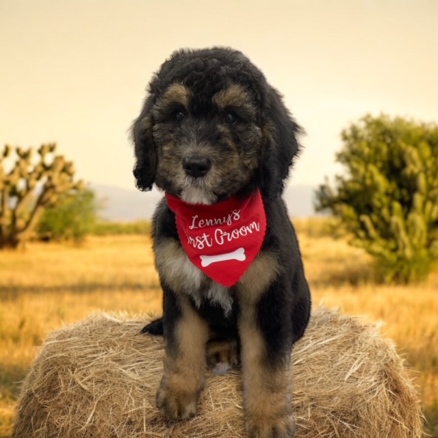Dog Grooming Service 2
