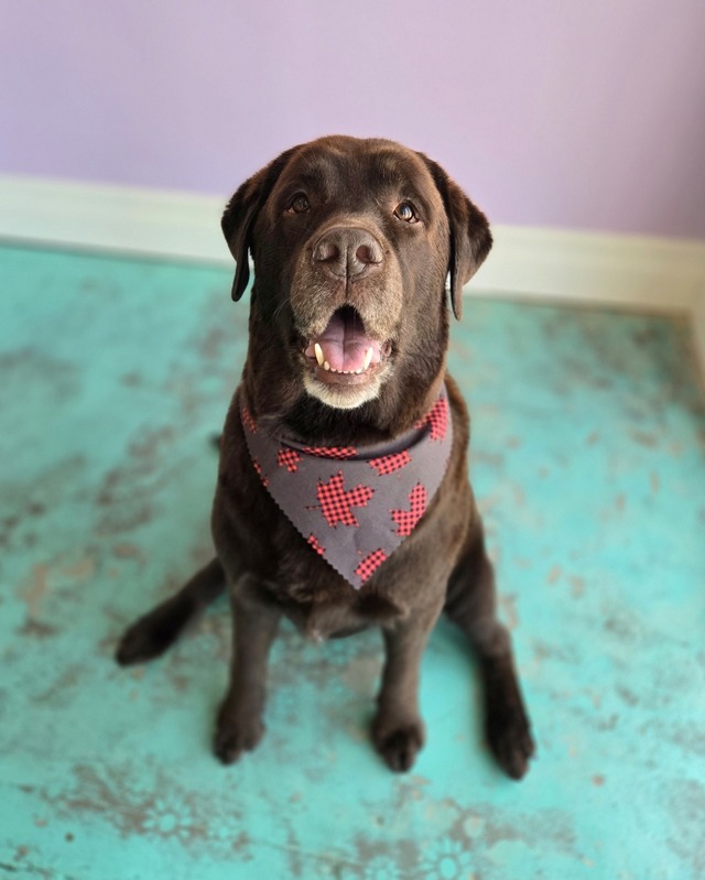 Dog Grooming Service 3