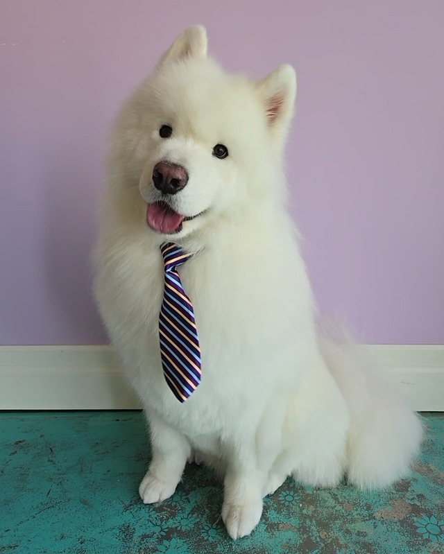 Dog Grooming Service 7