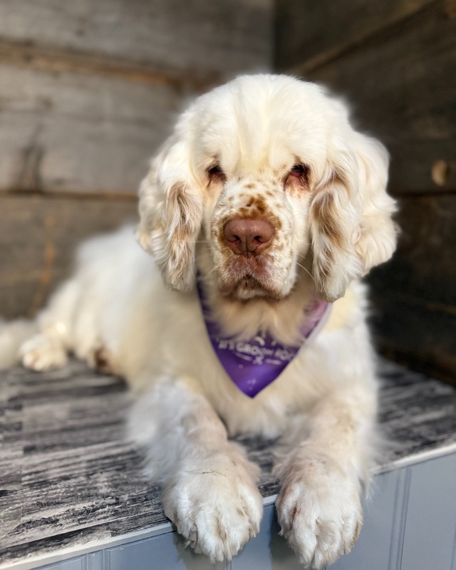 Dog Grooming Service 9