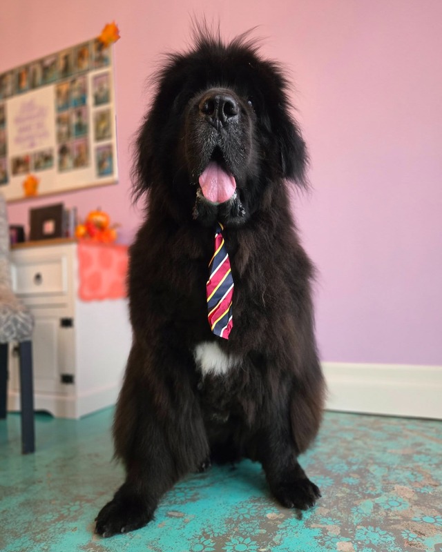 Dog Grooming Service 10