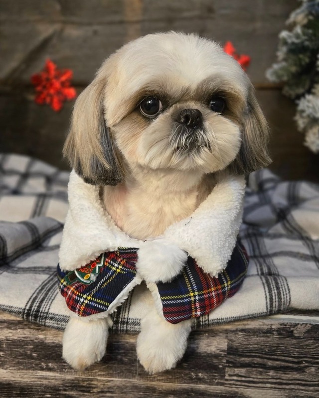 Dog Grooming Service 12