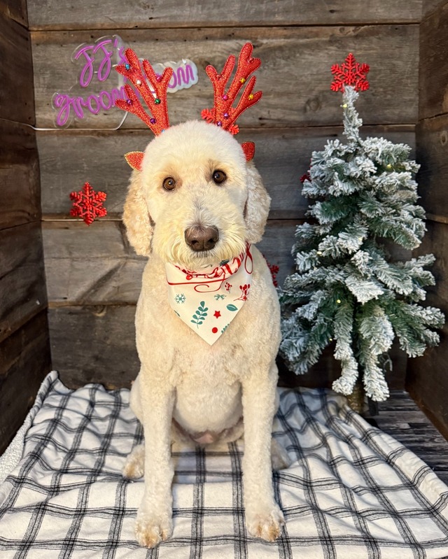 Dog Grooming Service 13