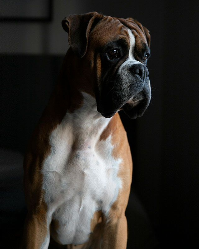 Dog Grooming Service 15